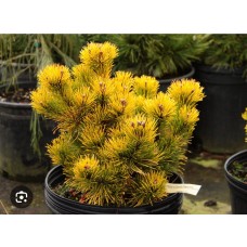 Pinus mugo "Starkl "- Сосна горная " Старкл"