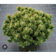 Pinus uncinata " Titus"- Сосна крючковатая  "Титус"