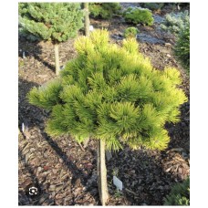 Pinus mugo 'Starkl' Pa- Сосна горная " Старкл" на штамбе