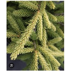 Picea abies "Honey Pot" Pa- Ель обыкновенная" Хани Пот" на штамбе Picea abies "Honey Pot" Pa- Ель обыкновенная" Хани Пот" на штамбе