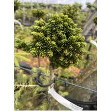 Picea orientalis 'Leden' Pa- Ель восточная «Леден» на штамбе