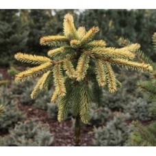 Picea abies  "Honey Pot" Pa- Ель обыкновенная" Хани Пот" на штамбе