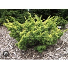 Juniperus chinensis 'Plumosa Aurea' - Можжевельник китайский «Плюмоза Ауреа»