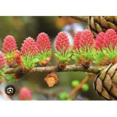 Larix decidua- Лиственница европейская