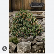 Pinus contorta "Spaans Dwarf"- Сосна скрученная " Спанс Дварф" Pinus contorta "Spaans Dwarf"- Сосна скрученная " Спанс Дварф"