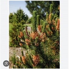 Pinus contorta "Spaans Dwarf"- Сосна скрученная " Спанс Дварф"