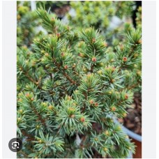 Picea abies ‘Schwarzenberg’- Ель обыкновенная ‘Шварценберг’