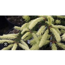 Picea abies " Finedonensis" - Ель обыкновенная " Файндоненсис"