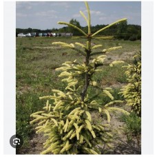 Picea abies " Finedonensis" - Ель обыкновенная " Файндоненсис" Picea abies " Finedonensis" - Ель обыкновенная " Файндоненсис"