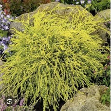 Chamaecyparis pisifera 'Filifera Aurea' Pa - Кипарисовик горохоплодный  " Филифера Аурея " на штамбе 