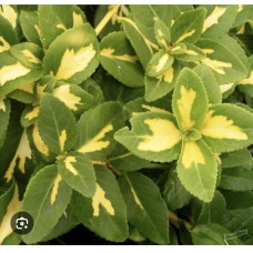 Euonymus fortunei 'Sunspot'  - Бересклет форчуна " Санспот" 