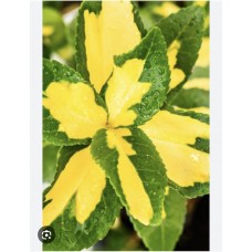 Euonymus fortunei 'Sunspot'  - Бересклет форчуна " Санспот" 
