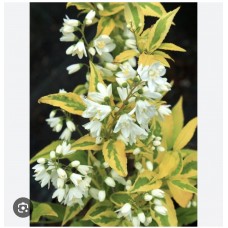Deutzia gracilis 'Variegata' - Дейция изящная " Вариегата"