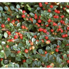 Cotoneaster" Dammeri Major" /    Кизильник (ирга) Даммера "Майор" 
