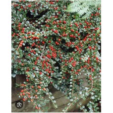 Cotoneaster" Dammeri Major" /    Кизильник (ирга) Даммера "Майор" 