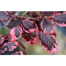 Fagus sylvatica 'Purpurea Tricolor' - Бук лесной " Триколор" 