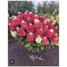 Hydrangea paniculata "Living Red Velvet®" PBR - Гортензия метельчатая "Ред Вельвет"