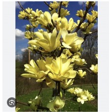 Magnolia brooklynensis "Yellow Bird"- Магнолия бруклинская "Йеллоу Бёрд "