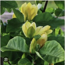 Magnolia brooklynensis "Yellow Bird"- Магнолия бруклинская "Йеллоу Бёрд " Magnolia brooklynensis "Yellow Bird"- Магнолия бруклинская "Йеллоу Бёрд "