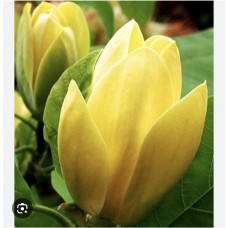 Magnolia brooklynensis "Yellow Bird"- Магнолия бруклинская "Йеллоу Бёрд " Magnolia brooklynensis "Yellow Bird"- Магнолия бруклинская "Йеллоу Бёрд "