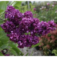 Syringa vulgaris 'Charles Joly'  Pa - Сирень обыкновенная "Чарльз Джолли" на штамбе