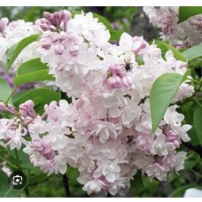 Syringa vulgaris "Krasavitsa Moskvy"  Pa - Сирень обыкновенная «Красавится  Москва» на штамбе
