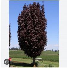 Acer platanoides "Crimson Sentry"- Клен остролистный "Кримсон Сентри"