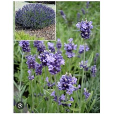 Lavandula angustifolia 'Blue Scent'- Лаванда"Блю Сцент"