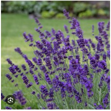 Lavandula angustifolia 'Blue Scent'- Лаванда"Блю Сцент"
