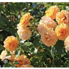 Rosa Starlet® "Rose Lizzy"- Роза Старлет " Роуз Лиззи" Rosa Starlet® "Rose Lizzy"- Роза Старлет " Роуз Лиззи"