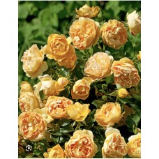  Rosa Starlet® "Rose Lizzy"- Роза Старлет " Роуз Лиззи"