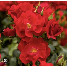 Rosa " Matador" - Роза" Матадор" Rosa " Matador" - Роза" Матадор"
