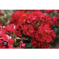  Rosa " Matador" - Роза" Матадор"