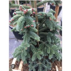 Abies numidica 'Pendula'- Пихта нумидийская " Пендула"