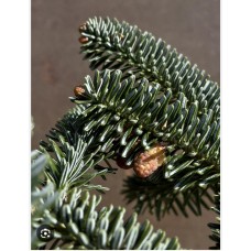 Abies numidica 'Pendula'- Пихта нумидийская " Пендула"