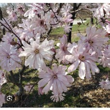 Magnolia stellata "Rosea" - Магнолия звездчатая " Розеа"