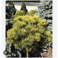 Pinus mugo " Winter Gold"    Pa  - Сосна горная " Винтер Голд" на штамбе