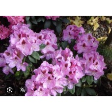 Rhododendron " Lugano "- Рододендрон гибридный " Лугано"