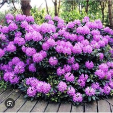 Rhododendron 'Roseum Elegans' - Рододендрон " Розеум Элеганс"