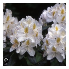 Rhododendron "Madame Masson"- Рододендрон «Мадам Массон»