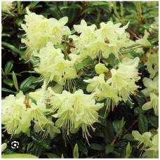  Rhododendron "Princess Anne" - Рододендрон "Принцесса Анна "