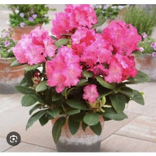 Rhododendron 'Germania' - Рододендрон "Германия"