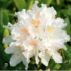  Rhododendron "Cunningham's White" - Рододендрон гибридный " Каннингемс Уайт "