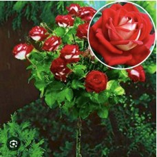 Rosa "Kronenburg" Pa- Роза "Кроненбург" на штамбе