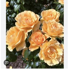 Rosa "Alleyon" Pa- Роза флорибунда " Алейсон" на штамбе
