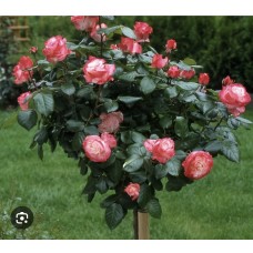 Rosa " Nostalgia" Pa- Роза чайно-гибридная " Ностальжи" на штамбе