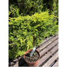 Juniperus communis "Goldschatz" Pa/ Можжевельник '' Голдшатц" на штамбе