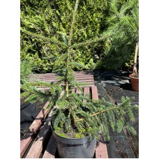 Picea abies "Aureospicata"/ Ель  восточная Ауреспиката