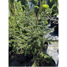 Picea abies "Aureospicata"/ Ель  восточная Ауреспиката