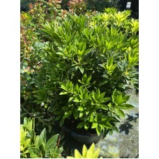 Pieris japonica"Prelude"/ Пиерис японский Прэлудэ